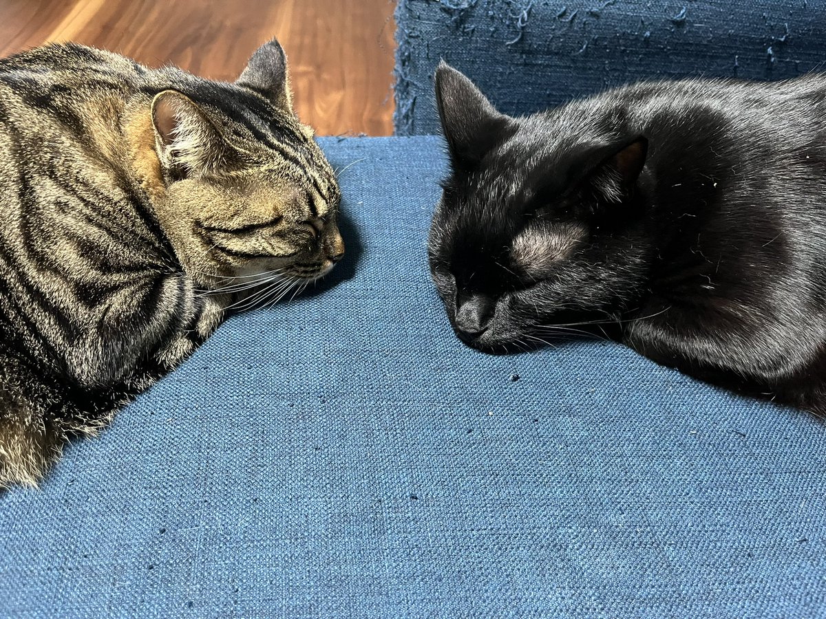 ontogaku's tweet photo. 向かい合って寝てた☺️💤
#猫のいる暮らし https://t.co/mqGCaXWi3W
