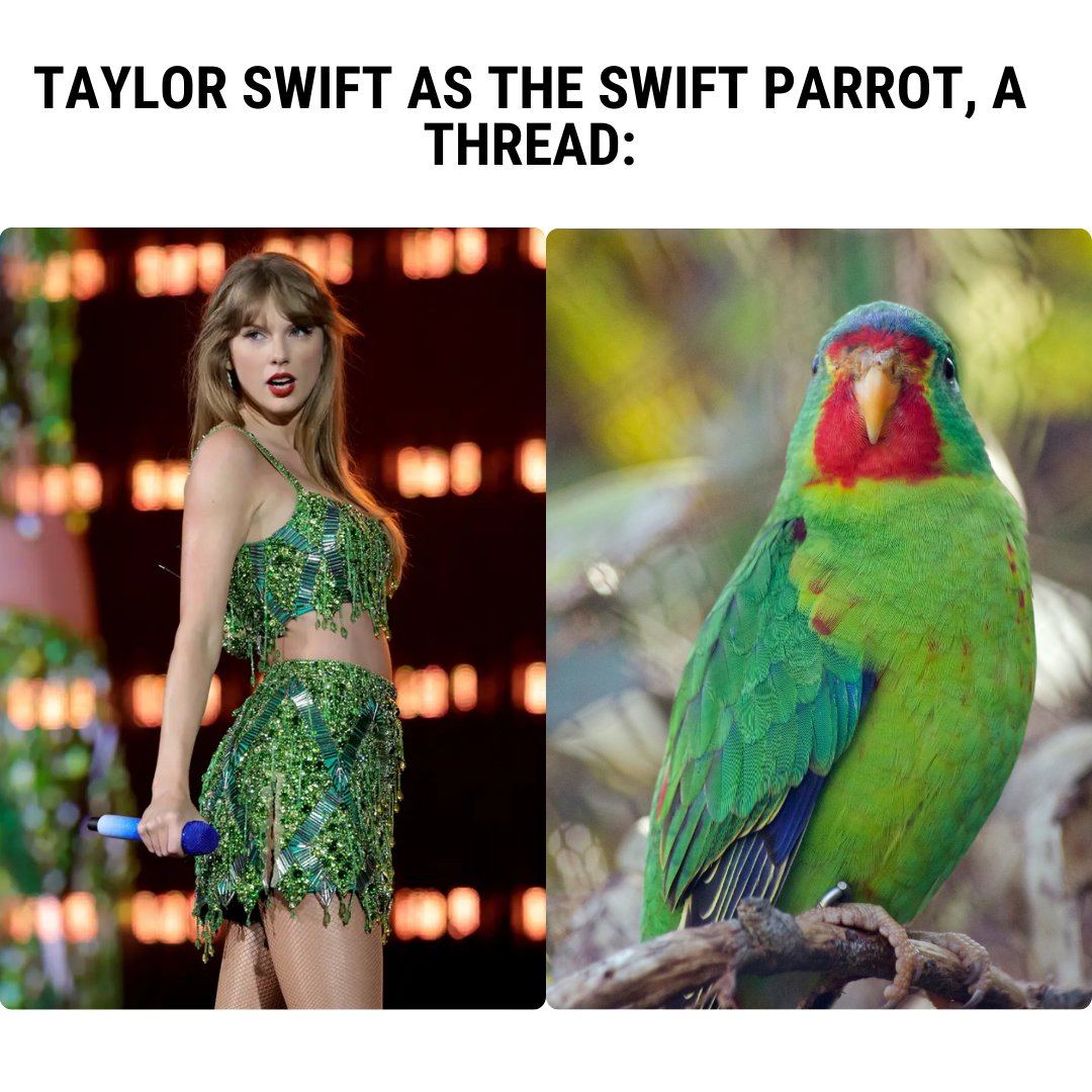 Vote for the Swift Parrot for #BirdofTheYear 

Link in bio