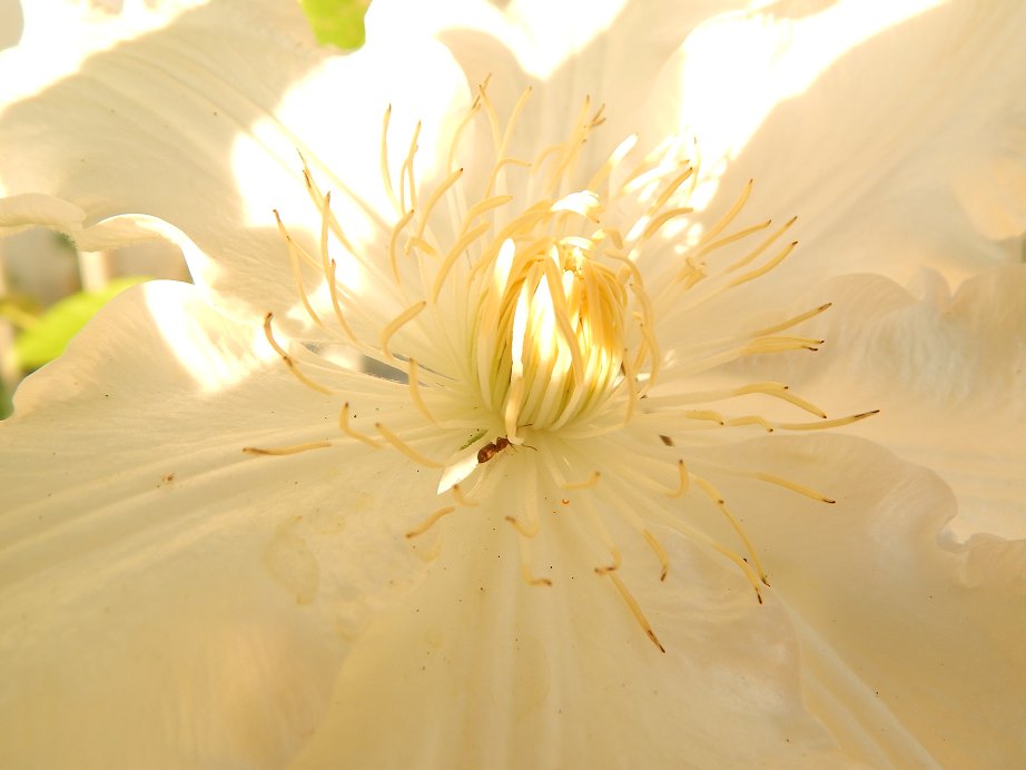 Astrandy's tweet photo. Le Bel Été 2023 - 57  
#Clématite #Flowers  #NatureBeauty  #NaturePhotography  #flowerphotography  #summer  #FlowersOfTwitter  #NatureBeauty  #naturelovers https://t.co/X7mPWMbjJy