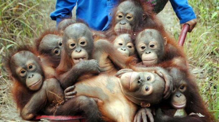 jellypastaa's tweet photo. 🦧 YUK MENGENAL SEKOLAH HUTAN!

sekolah hutan namanya.
tempat dimana adek orangutan belajar banyak hal.

mulai dari mengenal pakan, cara mencari pakan, memanjat pohon, membuat sarang, hingga mengenali bahaya.

tapi, untuk apasih?
yuk kita bahas!

[thread belajar bareng] https://t.co/q41wgWrUDc