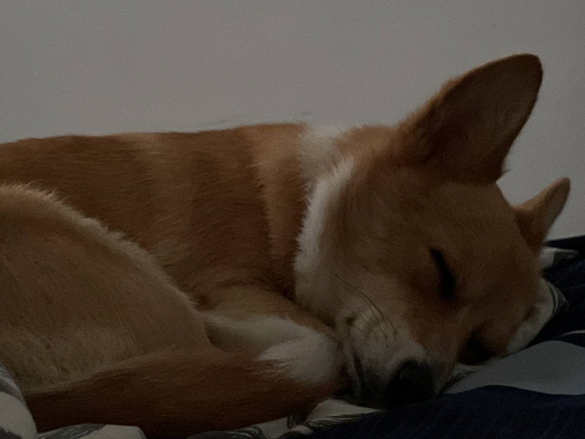 SR dodonut ✧ tweet media