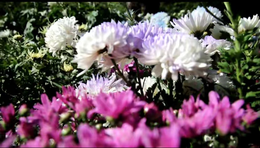 ShenyangChina's tweet image. #TourisminShenyang 🌼Over 600,000 chrysanthemums in over 300 varieties are displayed at the 23rd Chrysanthemum Culture Festival held at Shenyang Expo Garden from September 25 to October 15. #holidaygetaway