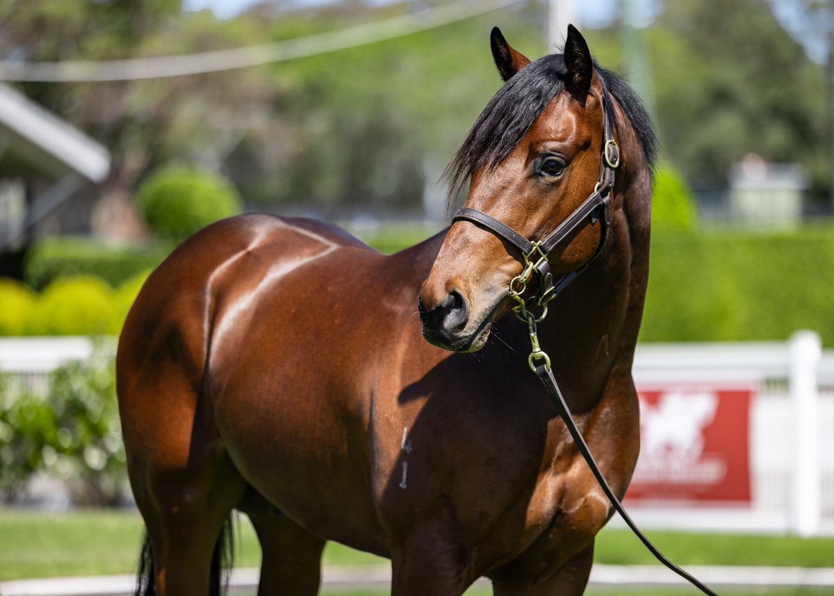 TivertonR2R's tweet photo. Lot 164 - BRAVE SMASH x NIJI Colt
#Commands #BraveSmash #YarramanPark @yarramanpark 

Inglis Ready 2 Race @inglis_sales 
Breeze Up - 10.63
#HawkesburyRaces @hawkesburyrc 

Fast 💨 colt

💻https://t.co/thO4UELNPo https://t.co/CD7nLXsgY2