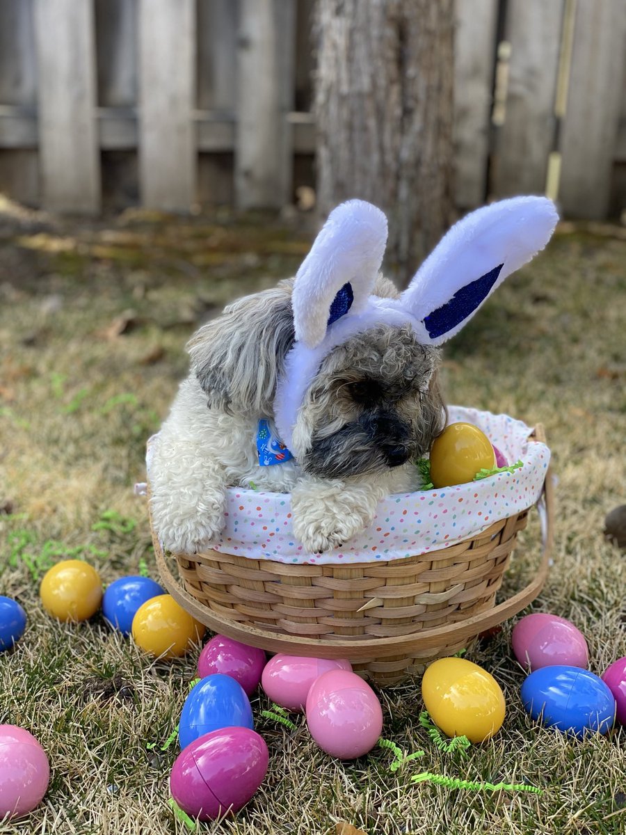 Olaf_LittleMan's tweet photo. Happy Hump Day and October 4th! I hope everyone had a good day today! Mom took me for a short but nice walk, so mine was👍🏼. Here is a photo shoot that I wasn’t all that thrilled about, but I was a good boy for my mommy.
Throwback to Easter 2021🐰🥚🐶 #October4th #Octobercountdown https://t.co/h5K8d5hvME