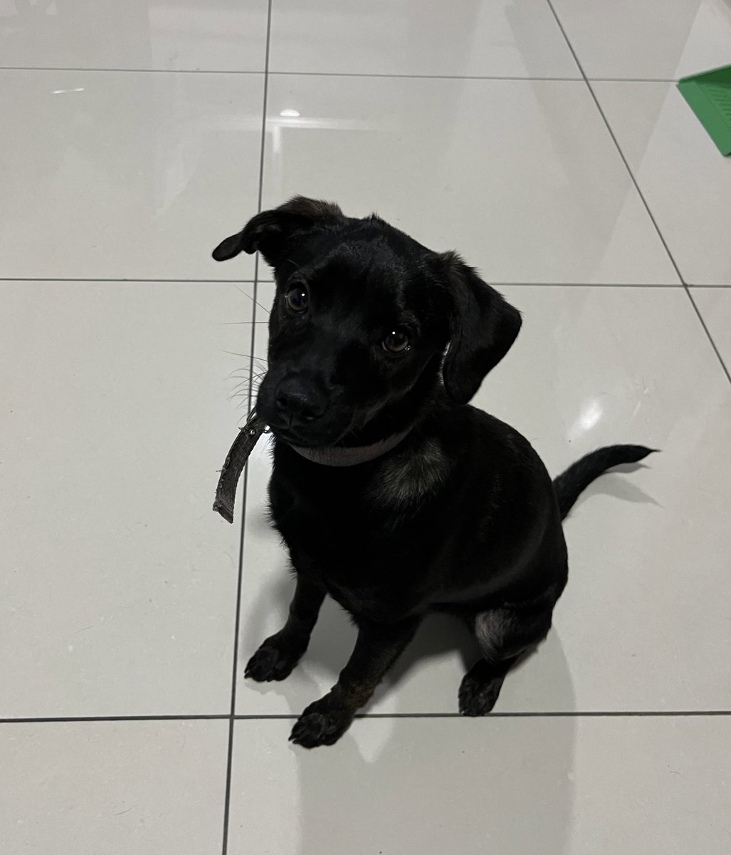 _joseand's tweet photo. Esta guapa está buscando casa en Cartago o donde sea, si saben de alguien o me ayudan a compartir. https://t.co/Ztu9InrLJm