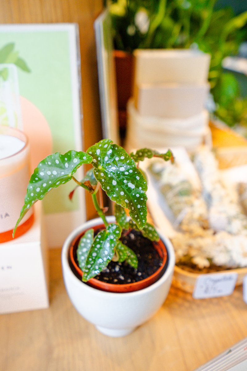 Penelope_Pots's tweet photo. Have you shopped our HUGE variety of plants online? Go give it a whirl (psst there’s an option for free shipping)🪴

#onlineshopping #plantshop #plantshipping #plantboutique https://t.co/hAU67oUBho