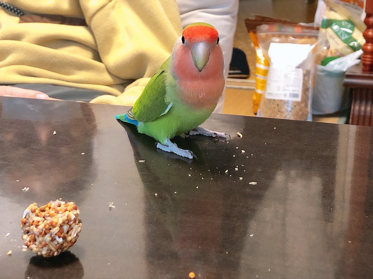 【拡散希望】
コザクラインコの迷子情報です

場所：埼玉県さいたま市大宮区天沼町1の534の15
日時：23/10/4  午前8時45分頃
名前：ぴーちゃん
特徴：首の周りを少し毛引きして薄くなっている

情報お持ちの方、下記までご連絡を
tsubasa0615@gmail.com
情報拡散のご協力お願いします