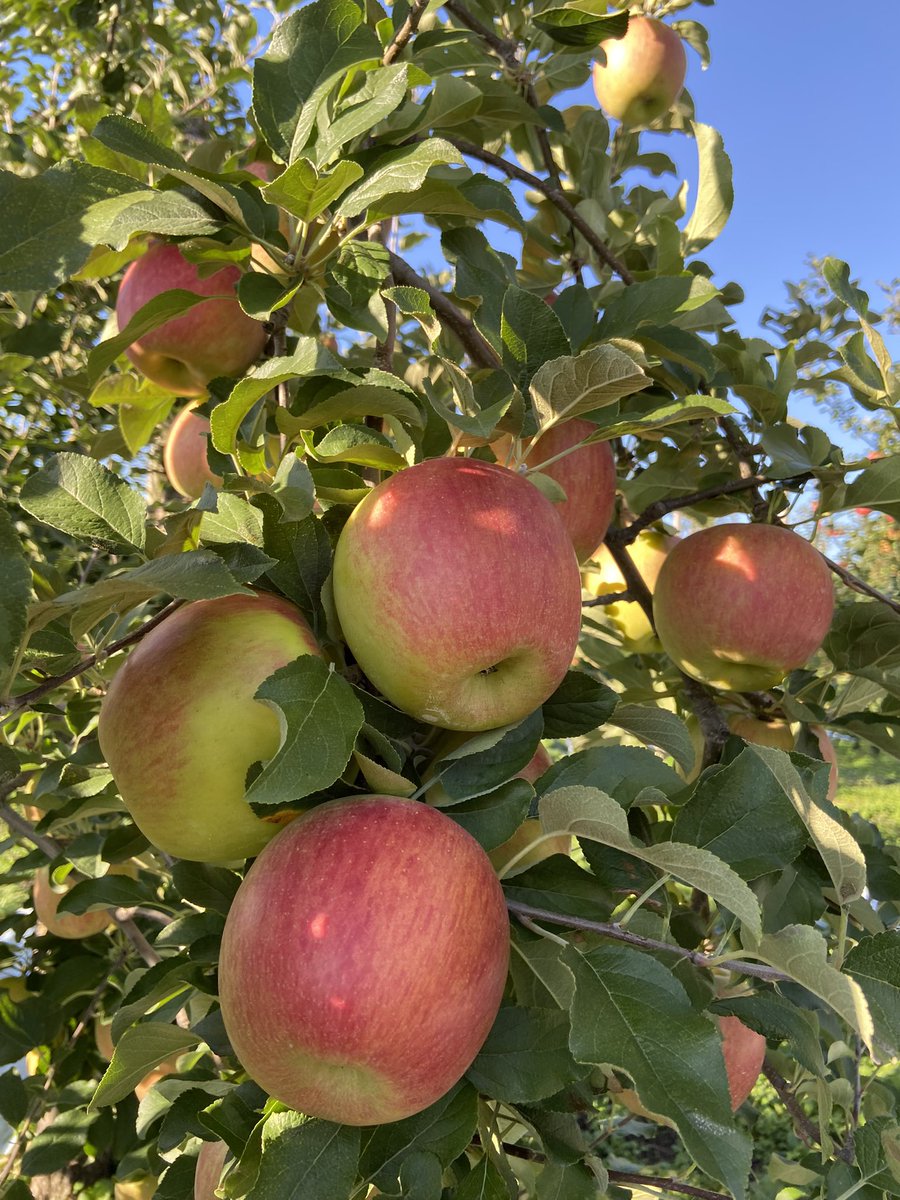 Apple_Sutou's tweet photo. 「シナノスイート」
だんだん色付いて美味しくなってきました🍎
収穫までもう少し😊 https://t.co/nxViMhh149