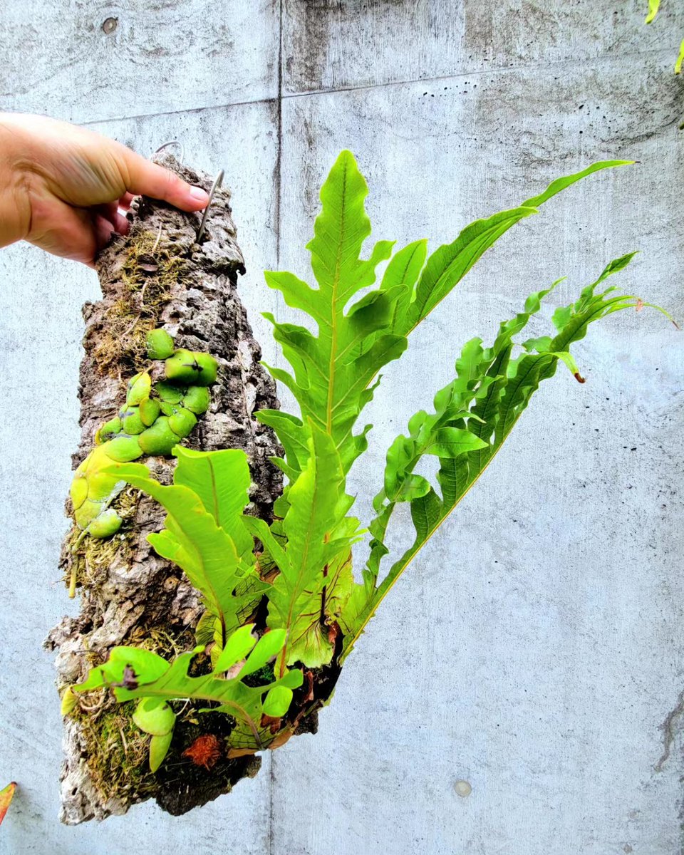 Aglaomorpha coronans 国内にも自生するコロナンス ドリナリアは