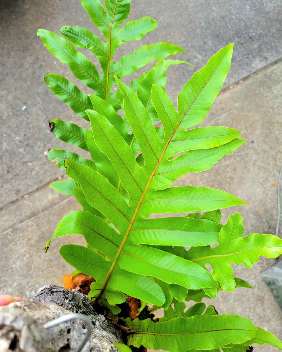 Aglaomorpha coronans 国内にも自生するコロナンス ドリナリアは