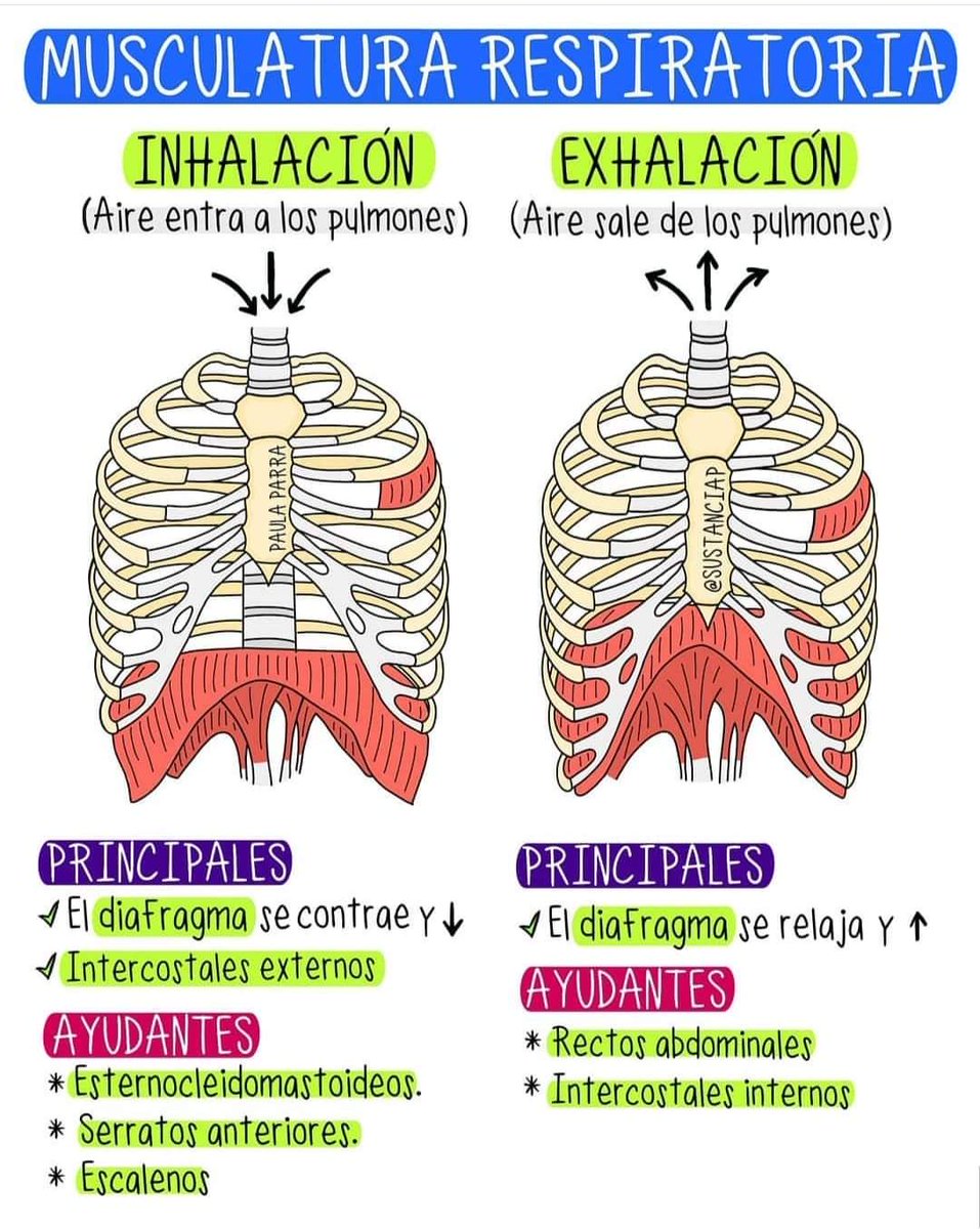 educparasusalud's tweet photo. ¿Cuáles son los músculos que nos ayudan a respirar?
Les comparto esta imagen con una breve descripción de los músculos principales y secundarios que nos ayudan a realizar la respiración.

Referencia: @sustanciap https://t.co/iNy9gx6ec9