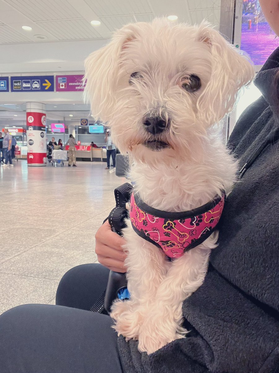 Patiently waiting for grand-hoomom 🛬 me hopez she gotz lot of snacks for me 🤭❤️