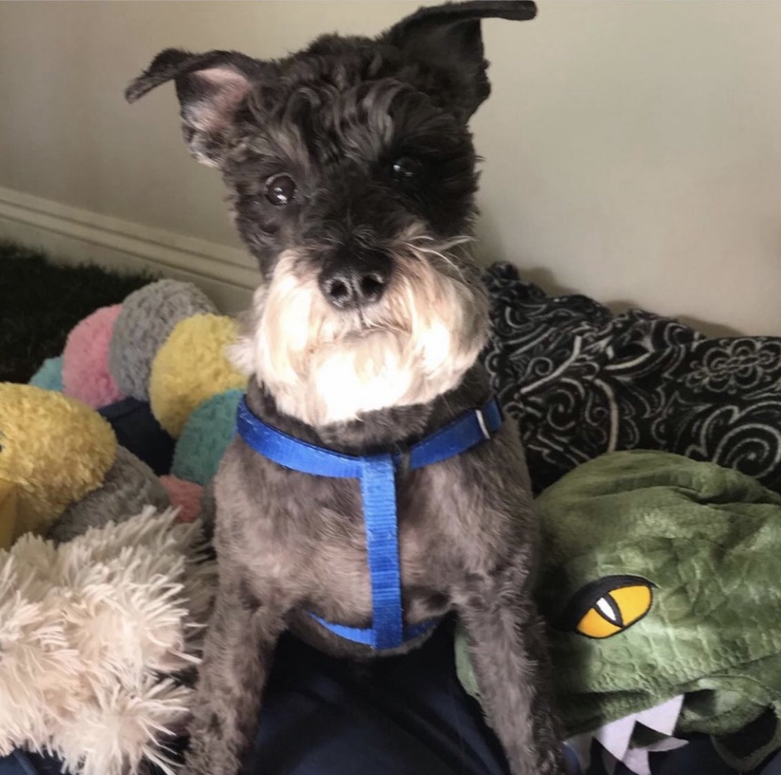 XXXAmberLynns's tweet photo. Oct 4, on the 2 anniversary of the day I lost you to Cancer at the young age of 8 I am thinking of you and holding you close to my heart my little Mr Mighty my soulmate puppy and missing you every day #MrMighty #Soulmatedoggo #MightysMom https://t.co/nT1r647rAX