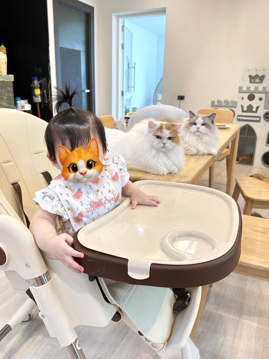 รวมแมวตัวใหญ่ของบ้านค่ะ