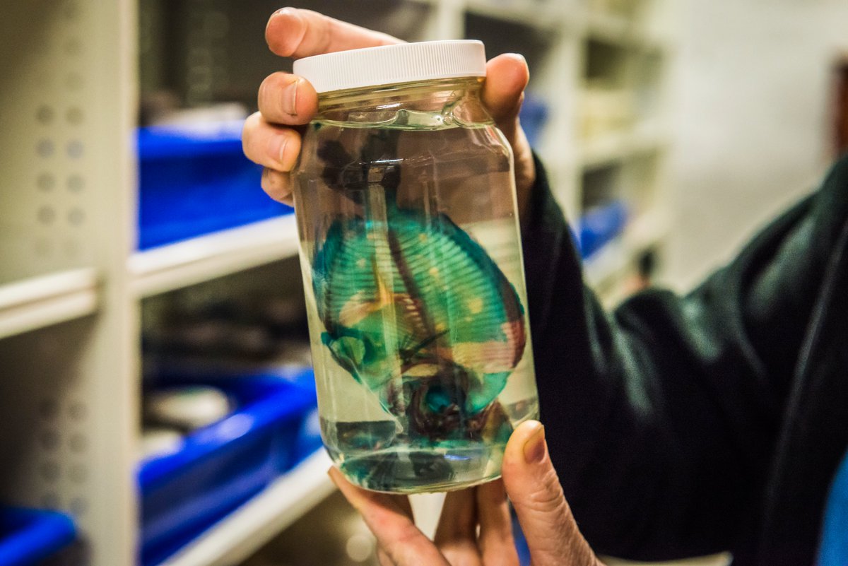 🚨 New job alert🚨 @austmus currently has an exciting opportunity for a researcher to join our Ichthyology team 🐟🐠🐡 Apply to the Curator in Ichthyology position, today: iworkfor.nsw.gov.au/job/curator-ic…. Apply by 31 October.