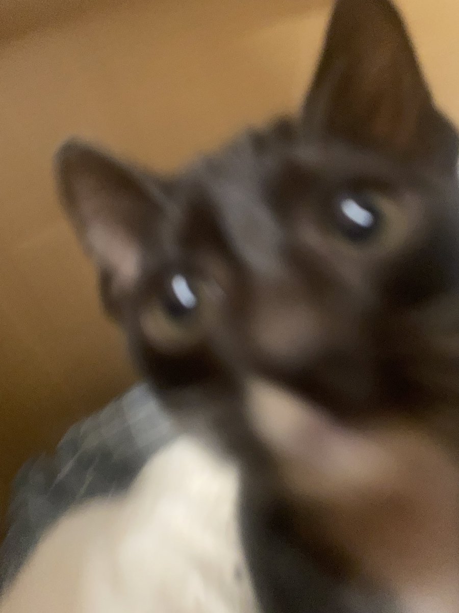猫猫！！！！！！！