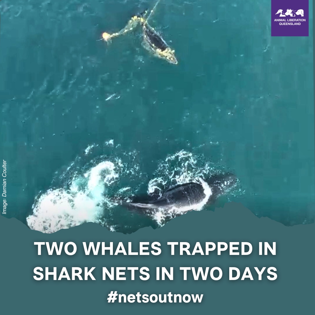 animalkind_aus's tweet photo. This week, two Humpback whales have been trapped in the #qldgov's lethal shark control nets, just off the Sunshine Coast.

Shark nets are indiscriminate, ineffective and archaic. 
Tell the Premier they need to come out now- phone (07) 3719 7000 and leave a message.

#netsoutnow https://t.co/lzaxGGLene