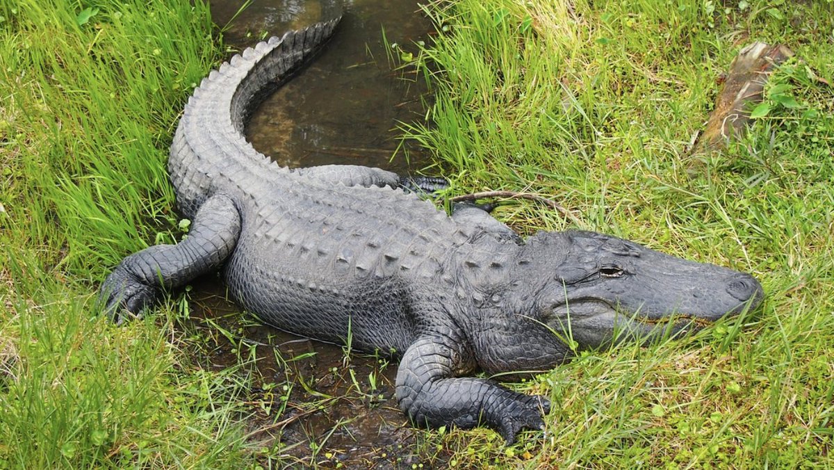 Woman Identified As Victim Of 13-Foot Alligator Attack In Florida
tinyurl.com/FloridaAlligat…