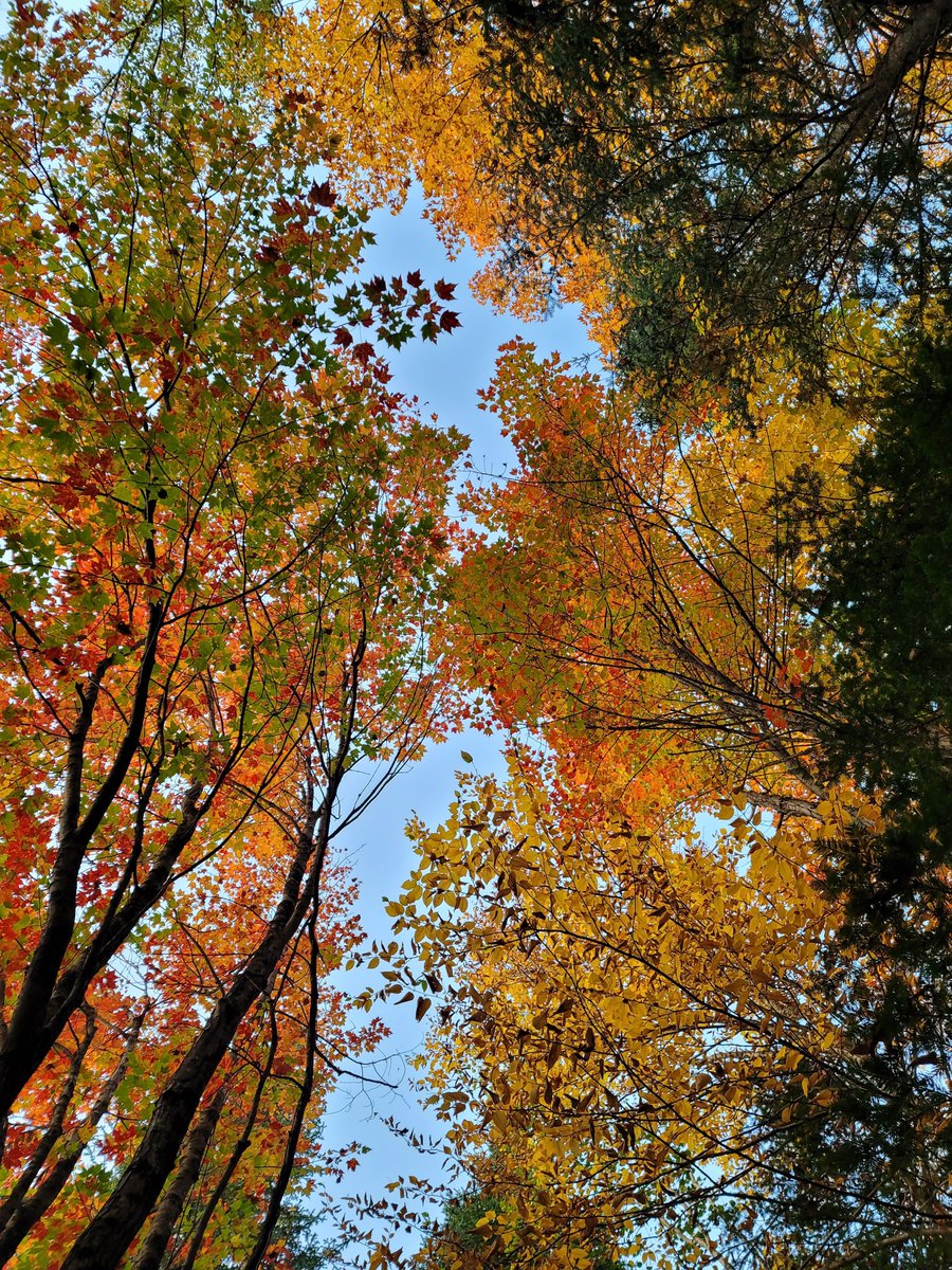 kushagra_rajdev's tweet photo. Enjoying Silence Program at Art of Living's International Center in Canada!

Peak Fall foliage 🍁🍂
#artofliving #artofsilence https://t.co/HQU2On9lGj