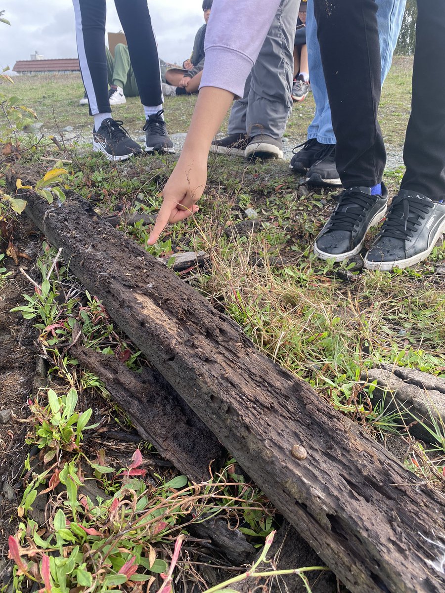 What learning happens in flipping over a log? We are so happy to be back out in the estuary! <a href="/stevescyclones/">Manoah Steves School</a>