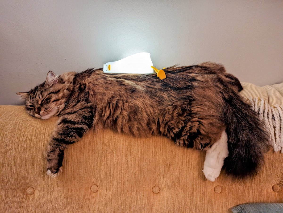 oh to be a cat with the lie in peace duck sleep lamp