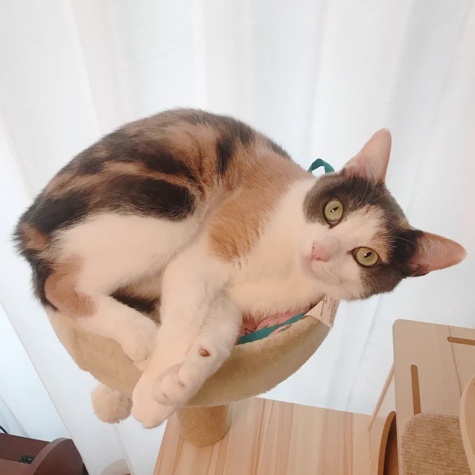 人が忙しく労働をしている間もずっとこうなので猫になりたい 