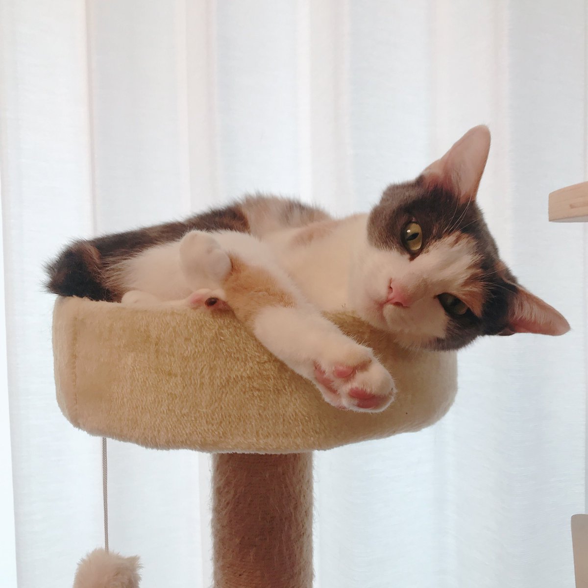 人が忙しく労働をしている間もずっとこうなので猫になりたい 