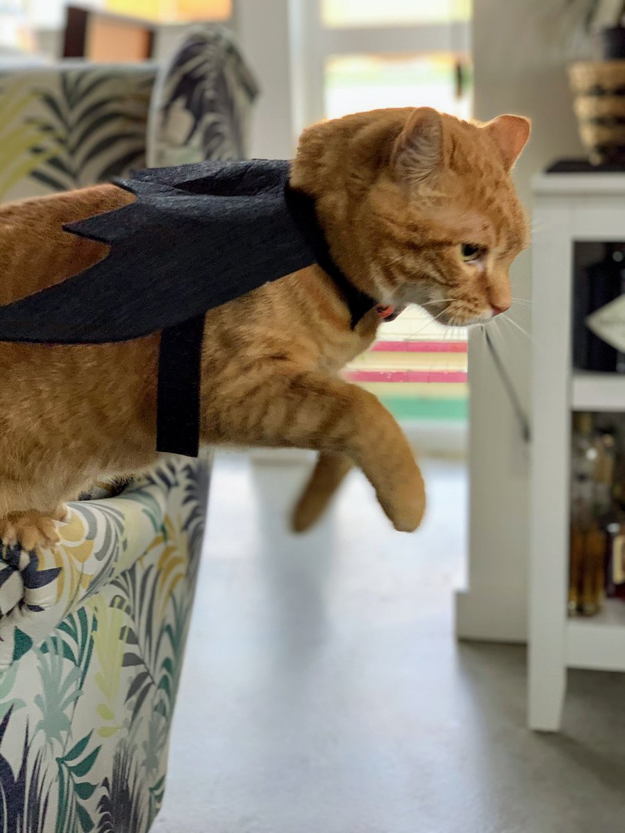 mf_long's tweet photo. @poorlycatdraw "the hero Gotham deserves, but not the one it needs right now" https://t.co/jBQLskf210