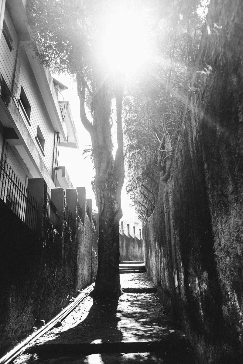 LudditeNed's tweet image. #PoetryThread
What Kind of Times Are These
BY ADRIENNE RICH

There's a place between two stands of trees where the grass grows uphill
and the old revolutionary road breaks off into shadows
near a meeting-house abandoned by the persecuted
who disappeared into those shadows.
1/n