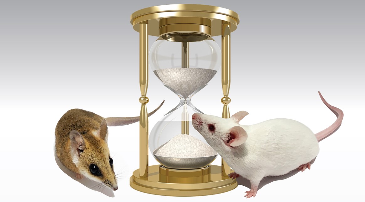 UQ Medicine (@uqmedicine) on Twitter photo #SBMS researcher <a href="/LauraRoseFenlon/">Laura Fenlon PhD</a> explains how comparing brain development in marsupial and placental mammals brings us one step closer to understanding how the mammalian brain evolved. tinyurl.com/mpm3jvaw #SBMS researcher <a href="/LauraRoseFenlon/">Laura Fenlon PhD</a> explains how comparing brain development in marsupial and placental mammals brings us one step closer to understanding how the mammalian brain evolved. tinyurl.com/mpm3jvaw