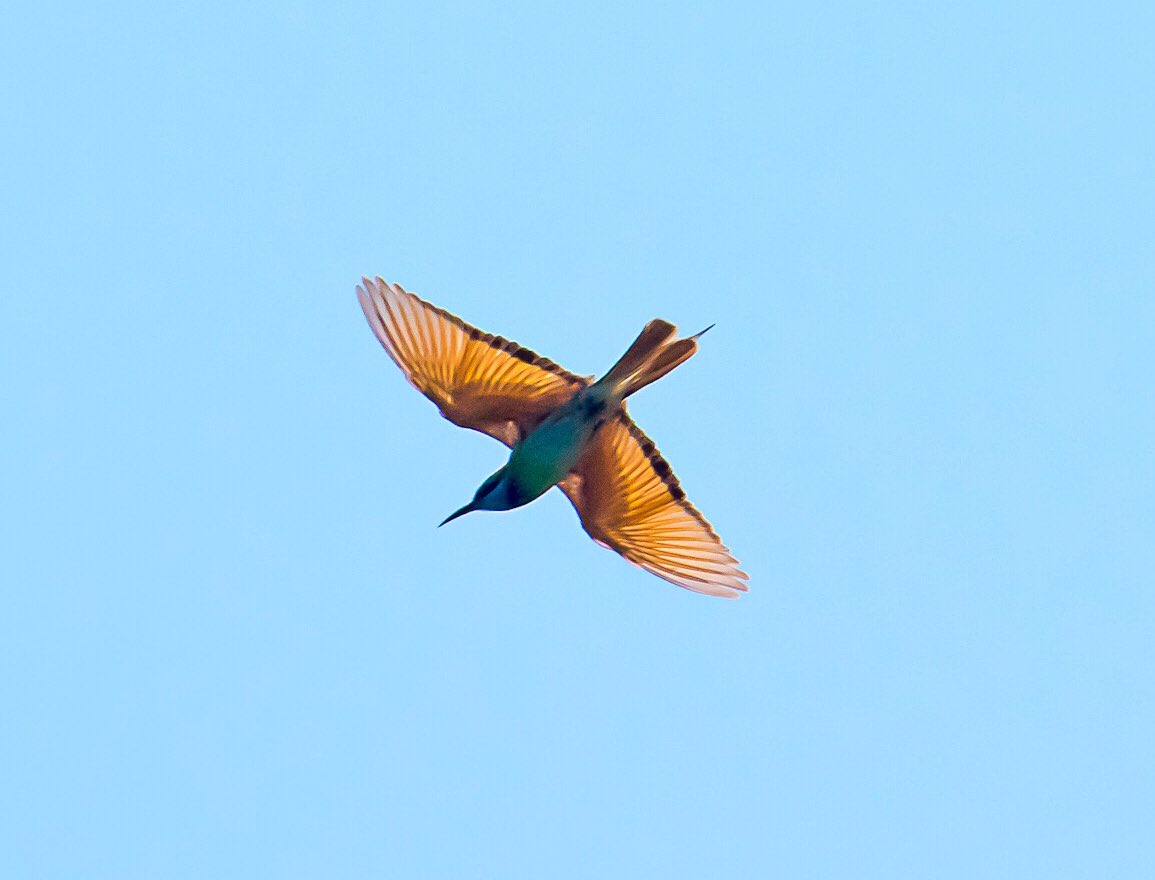 The Arabian Green Bee-eater, a stunning green bee-eater with an electric blue face. #IndiWild #NationalWildlifeWeek #IndiAves #ArabianGreenBeeEater #BirdsOfTwitter #birds #BBCWildlifePOTD #nature #BirdsOfUAE