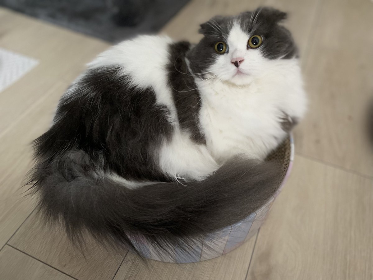 hachiware_469's tweet photo. 本当に同じ爪研ぎですか?笑
8ヶ月でこの成長っぷり!
#猫 #cat #고양이 #喵星人 #gato #chat #katze #kedi #catstagram #kitty #petstagram
#ilovemycat #meou #ねこすたぐらむ #ふわもこ部 #ねこのいる生活 https://t.co/H4fKuadsrn