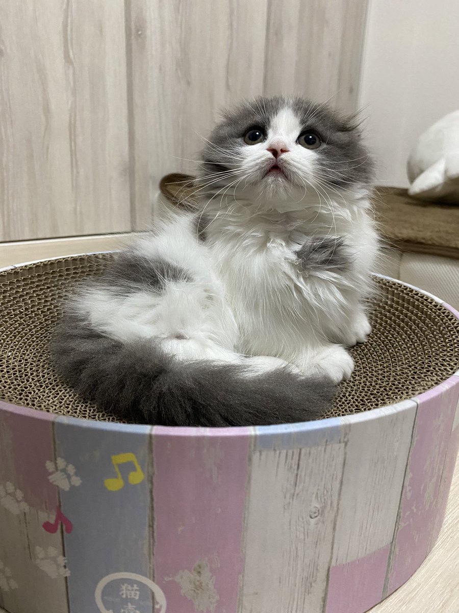 hachiware_469's tweet photo. 本当に同じ爪研ぎですか?笑
8ヶ月でこの成長っぷり!
#猫 #cat #고양이 #喵星人 #gato #chat #katze #kedi #catstagram #kitty #petstagram
#ilovemycat #meou #ねこすたぐらむ #ふわもこ部 #ねこのいる生活 https://t.co/H4fKuadsrn