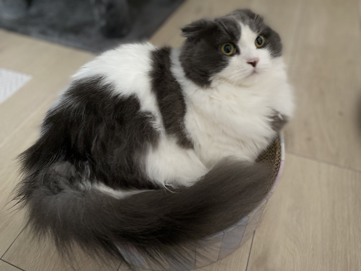 hachiware_469's tweet photo. 本当に同じ爪研ぎですか?笑
8ヶ月でこの成長っぷり!
#猫 #cat #고양이 #喵星人 #gato #chat #katze #kedi #catstagram #kitty #petstagram
#ilovemycat #meou #ねこすたぐらむ #ふわもこ部 #ねこのいる生活 https://t.co/H4fKuadsrn