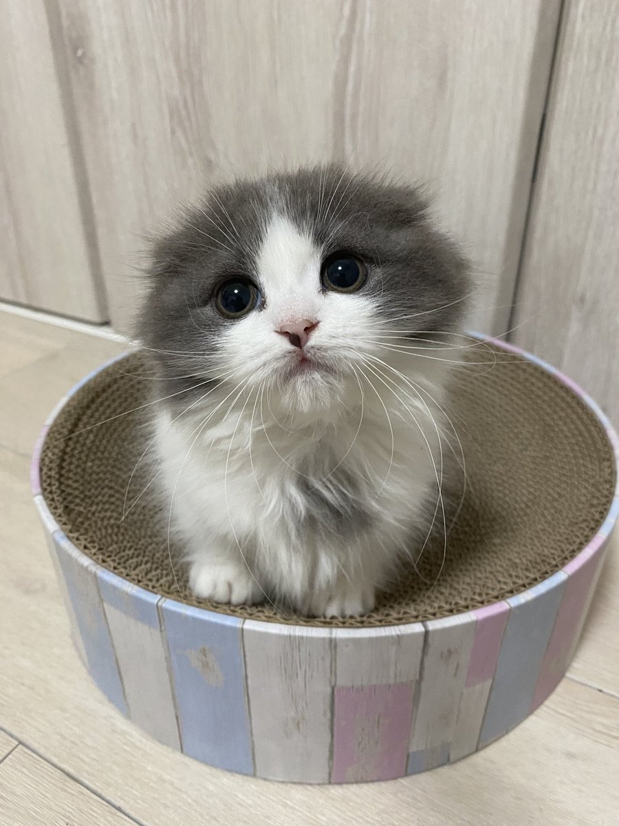 hachiware_469's tweet photo. 本当に同じ爪研ぎですか?笑
8ヶ月でこの成長っぷり!
#猫 #cat #고양이 #喵星人 #gato #chat #katze #kedi #catstagram #kitty #petstagram
#ilovemycat #meou #ねこすたぐらむ #ふわもこ部 #ねこのいる生活 https://t.co/H4fKuadsrn