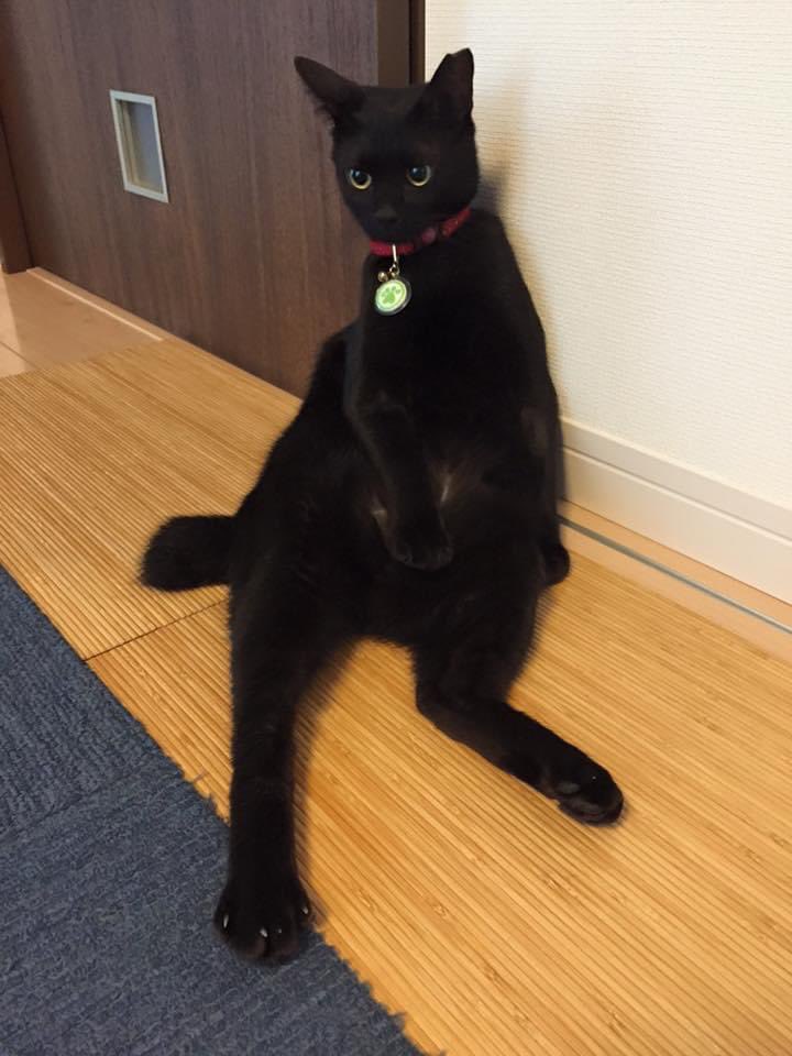 ８年前の思い出。
顔つきが、まだ子供っぽいな。

#黒猫
#猫のいる暮らし