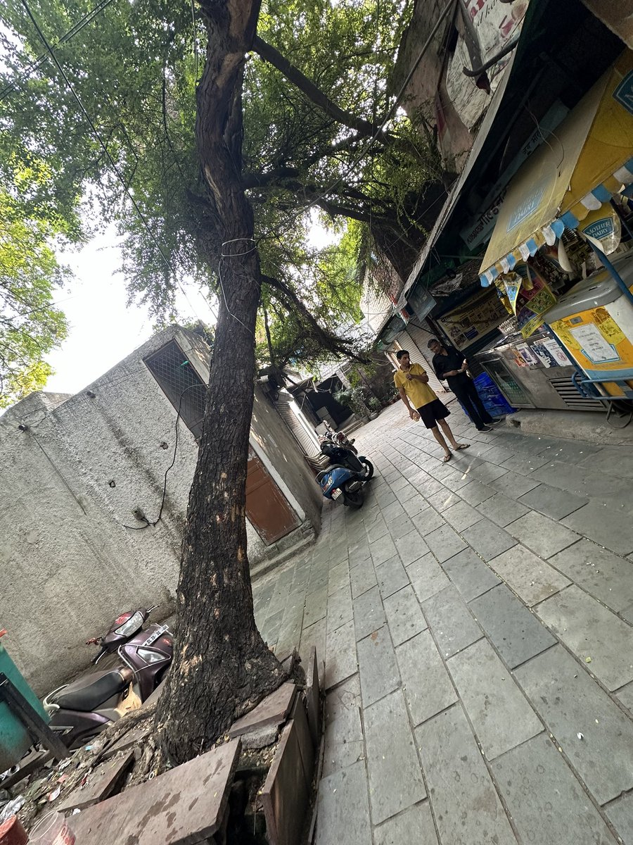 123bablu's tweet photo. @SDMC_Official @DMSouthDelhi there is a big tree which about to fall down in DDA market Masjid moth Phase-2 near Chirag Delhi flyover .Many complaints have been made but no action taken.This is dangerous for human life.Kindly do needful. https://t.co/NF68hLvGQu