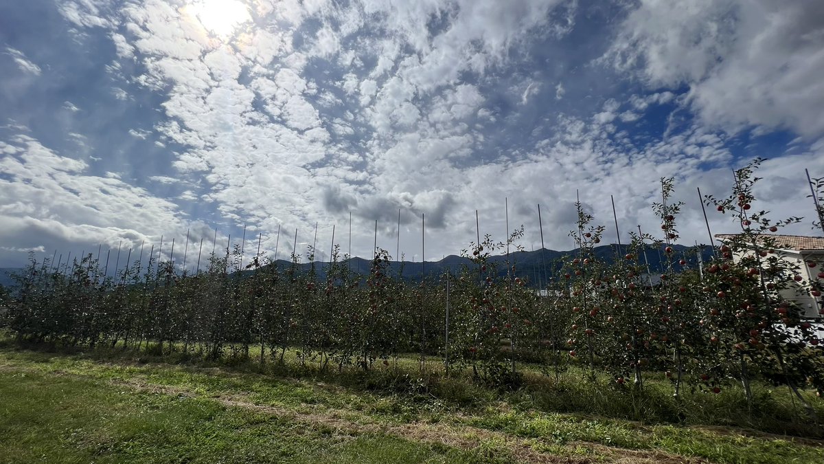 HeyMinako's tweet photo. 長野最高🍎りんご畑の中を散歩。山美しすぎ⛰️ https://t.co/nYQbYmqu0k