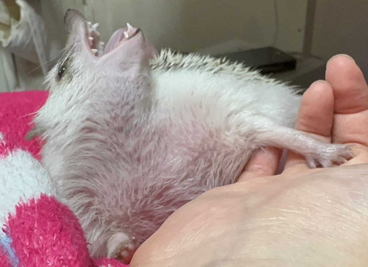 🦔: 고슴도치는
귀여운게아니야-!!!!!
맹수라고-!!!