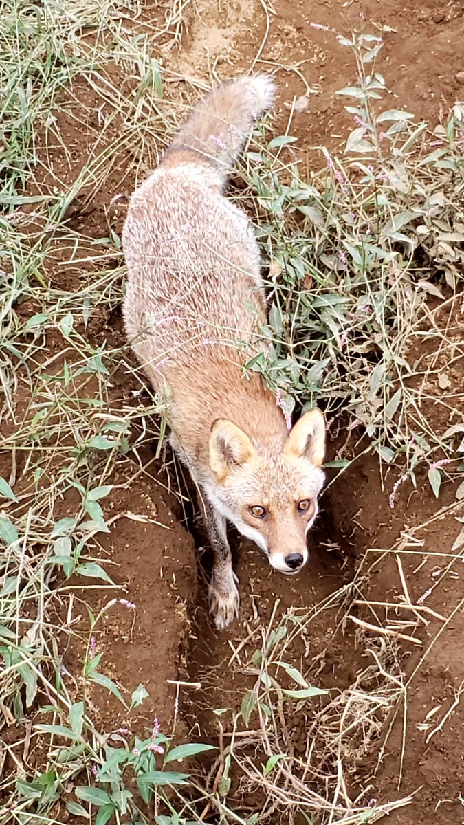 「キツネいないなーと思って暫くぼーっと眺めてたらガサガサ音がしてキツネ登場そして視」|🏝もかちーの🦊のイラスト