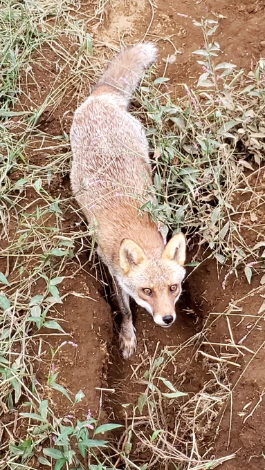 キツネいないなーと思って暫くぼーっと眺めてたらガサガサ音がしてキツネ登場そして視線が凄い…  そういえば天狐の日でしたね。 