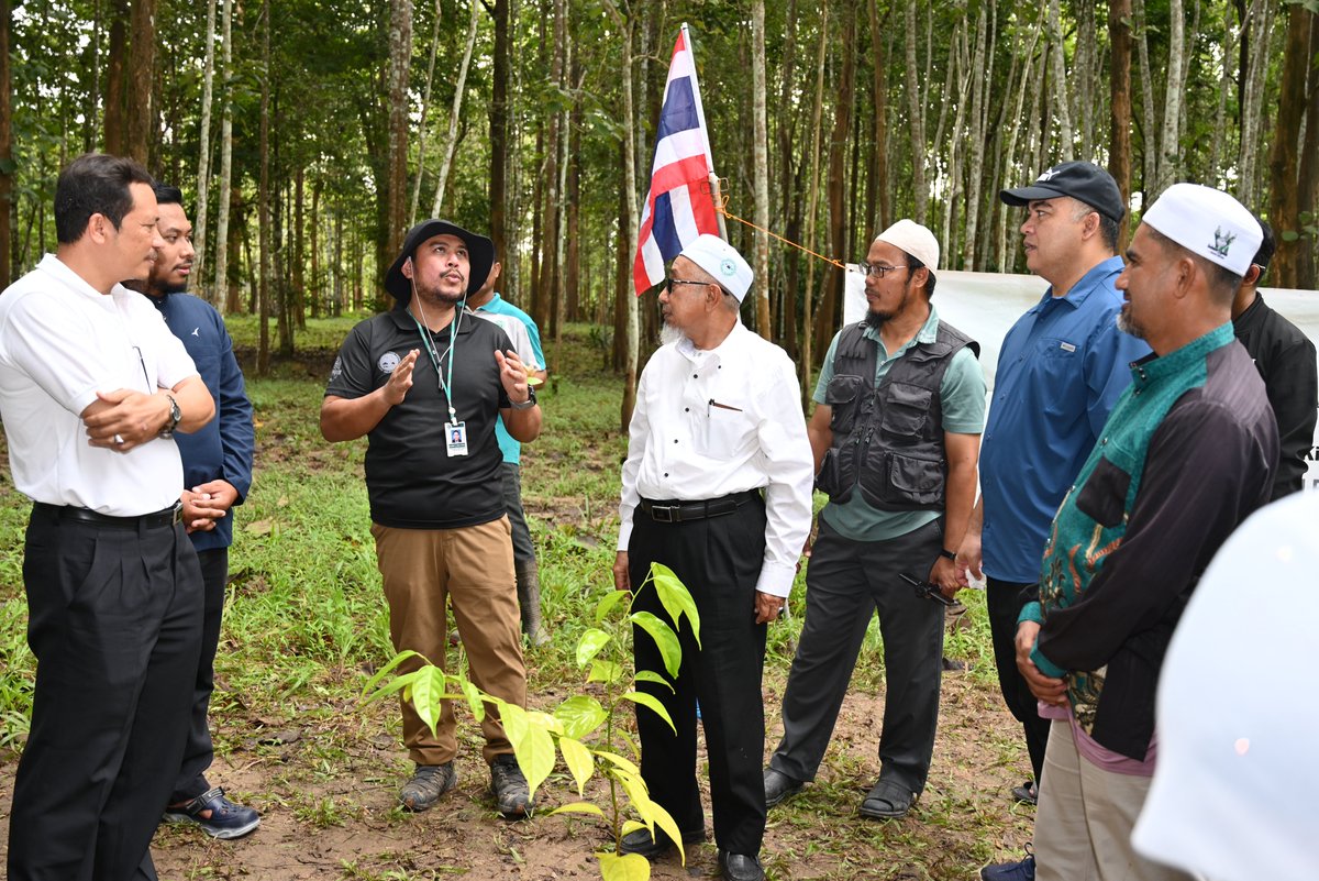 FRIMKepong's tweet photo. #PadangBesar MP Rushdan Rusmi plants a kulim tree (𝘚𝘤𝘰𝘳𝘰𝘥𝘰𝘤𝘢𝘳𝘱𝘶𝘴 𝘣𝘰𝘳𝘯𝘦𝘦𝘯𝘴𝘪𝘴) to support the Kempen Penanaman @100JutaPokok).

#PokokKitaKehidupanKita #OurTreesOurLife #100JutaPokok #FRIMTanamPokok #TreePlantingFRIM https://t.co/IZP3m9aOiH