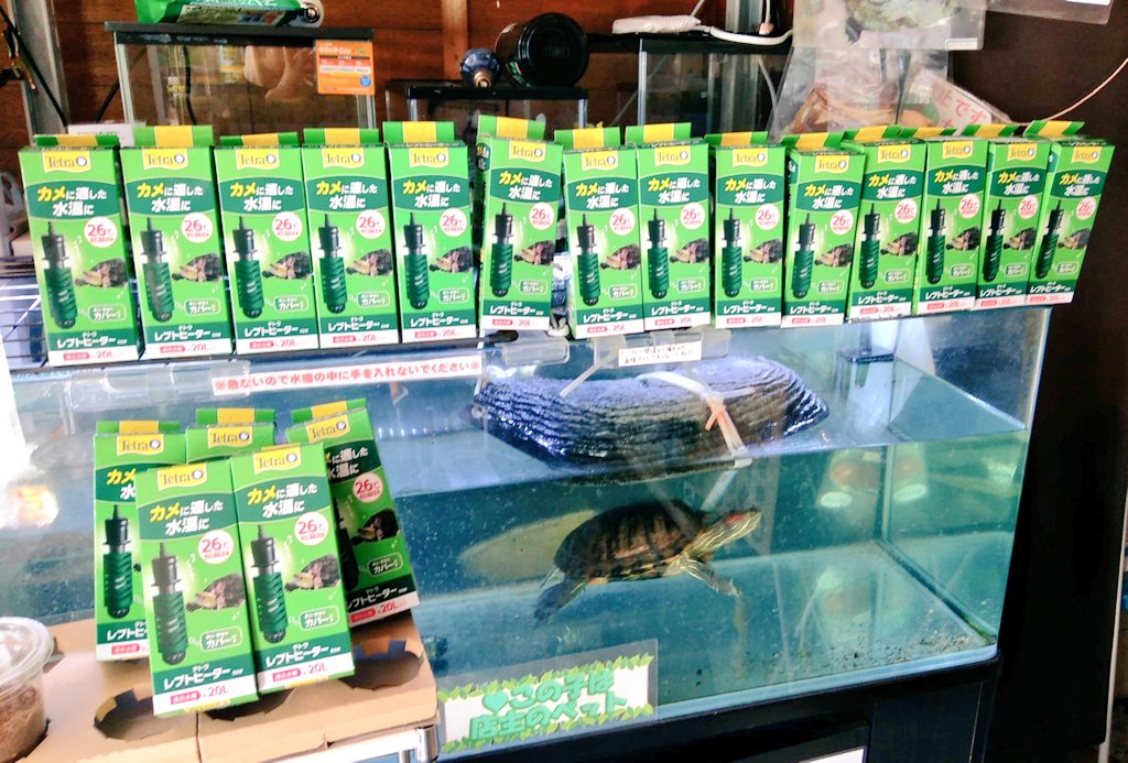 お値下♡未使用　カメのパンチ　スタンピンアップ　亀かめturtle 2025年最新】turtlesの人気アイテム - メルカリ