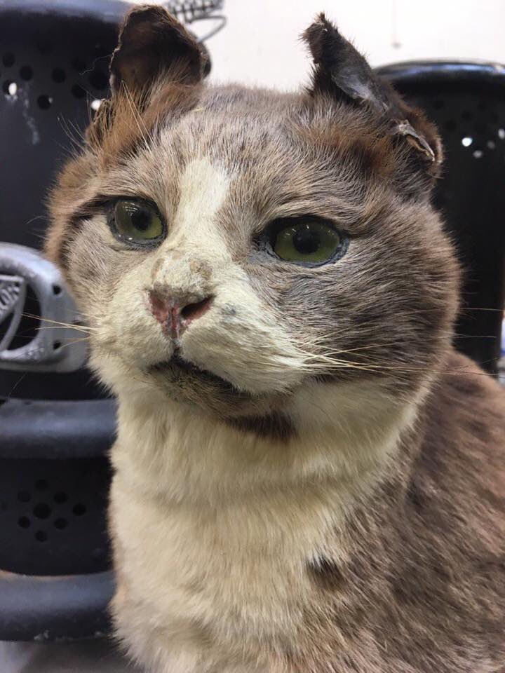 CrapTaxidermy's tweet photo. When you’ve been working hard for 1 hour but you’re still not a millionaire yet… https://t.co/hXAgRRYdRr