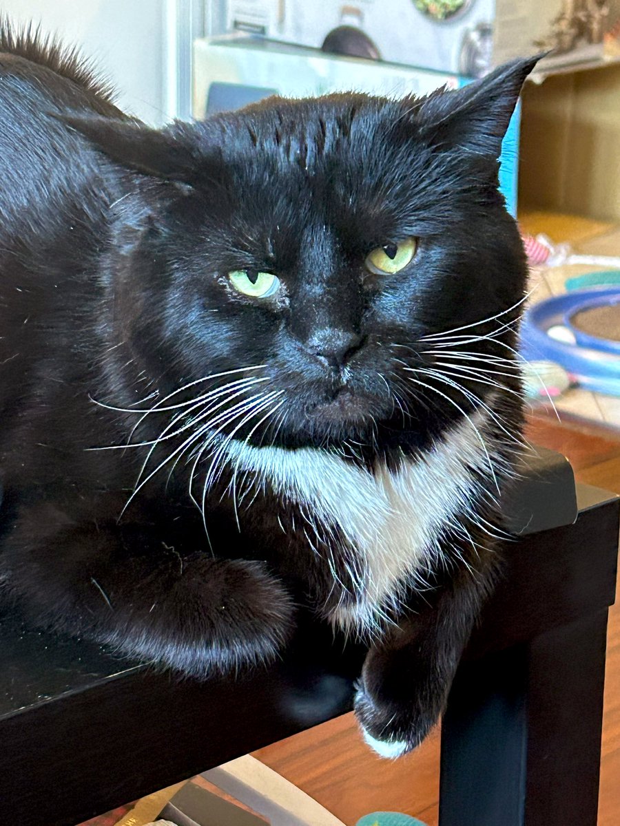 🐈‍⬛🐈‍⬛