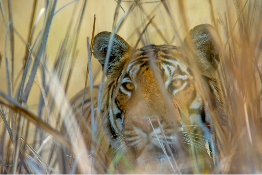 First, I see you... 

#TigersOnThursday #WildlifeWeek2023