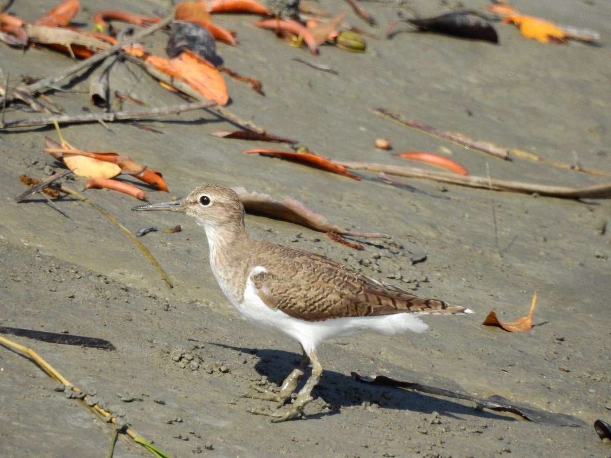 The Common Sandpiper, another winter migrant in India may not be so common in the future. A 30% decline in sightings noted <a href="/SoIB_India/">State of India's Birds</a> in the last 13 years #waders #IndiAves #birdwatching
