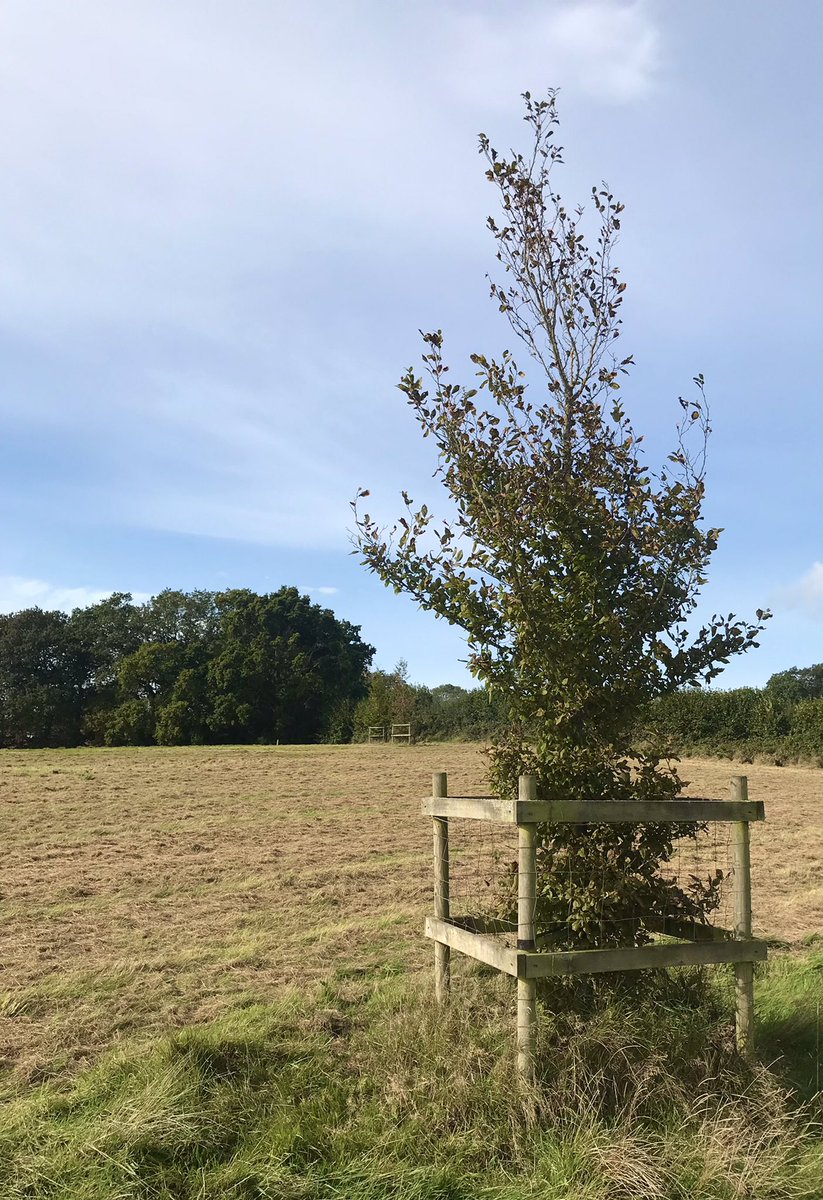 meikiecakie's tweet photo. Good Morning Chums. The young trees have outgrown their playpens ๐. Itโs going to be wonderful to watch them grow big and strong. Show me your #littletrees please, the #thicktrunks of the future. @keeper_of_books #trees https://t.co/krga4rEEXj