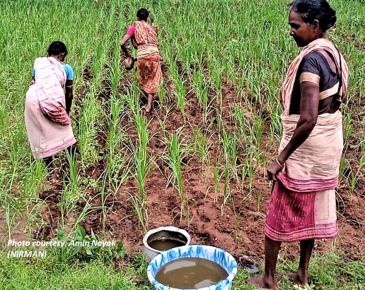 nirmanodisha's tweet photo. ଓଡ଼ିଶା ମିଲେଟ ମିଶନ ପ୍ରୋତ୍ସାହନରେ ମାଣ୍ଡିଆ ଫସଲର ଜୈବିକ ପୁଷ୍ଟିସାଧନ ଓ ସୁରକ୍ଷା ପାଇଁ ଆଠବାଡ଼ି ଗ୍ରାମ(କନ୍ଧମାଳ)ର ଆଶାଦୀପ ସ୍ୱୟଂ ସହାୟିକା ଗୋଷ୍ଠୀର ସଦସ୍ୟା ଜୀଵାମୃତ ପ୍ରସ୍ତୁତ କରି କ୍ଷେତରେ ଦେଉଛନ୍��ି I @MilletsOdisha promotes organic treatment of ragi crop,like that by Ashadeep SHG(Athabadi,Kandhamal). https://t.co/GaGZTnABYq
