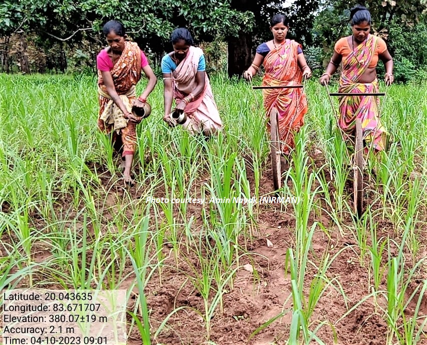 nirmanodisha's tweet photo. ଓଡ଼ିଶା ମିଲେଟ ମିଶନ ପ୍ରୋତ୍ସାହନରେ ମାଣ୍ଡିଆ ଫସଲର ଜୈବିକ ପୁଷ୍ଟିସାଧନ ଓ ସୁରକ୍ଷା ପାଇଁ ଆଠବାଡ଼ି ଗ୍ରାମ(କନ୍ଧମାଳ)ର ଆଶାଦୀପ ସ୍ୱୟଂ ସହାୟିକା ଗୋଷ୍ଠୀର ସଦସ୍ୟା ଜୀଵାମୃତ ପ୍ରସ୍ତୁତ କରି କ୍ଷେତରେ ଦେଉଛନ୍��ି I @MilletsOdisha promotes organic treatment of ragi crop,like that by Ashadeep SHG(Athabadi,Kandhamal). https://t.co/GaGZTnABYq